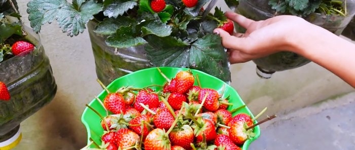 Ingen tomt nødvendig Hvordan dyrke jordbær i PET-flasker