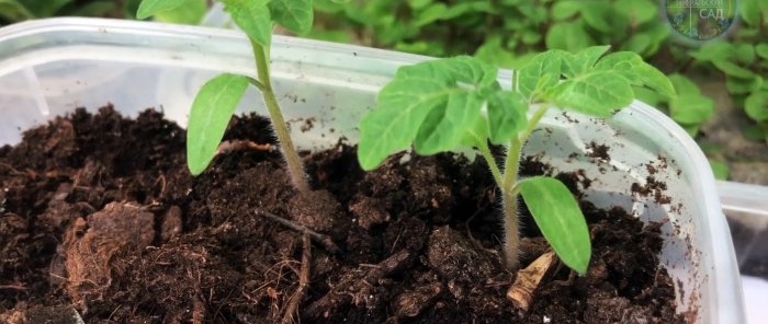 A simple way to prevent seedlings from being pulled