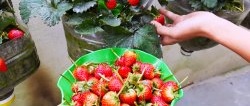 No site needed. How to grow strawberries in PET bottles