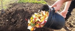 Dlaczego doświadczeni ogrodnicy zakopują odpady kuchenne?