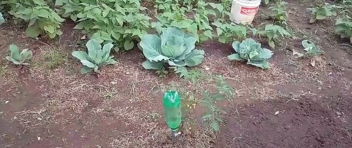Како направити једноставан систем за заливање собних или баштенских биљака користећи ПЕТ боце