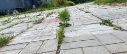 Hvordan bli raskt kvitt gress i skjøtene av plater på stier