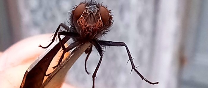 كيفية التخلص من الذباب والنمل في المنزل بعلاجات منزلية