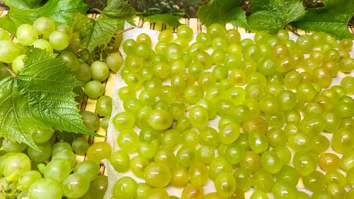 How to freeze green grapes so that the berries do not lose their original shape