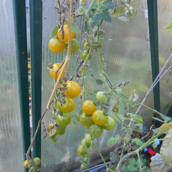 Come accelerare la maturazione dei pomodori