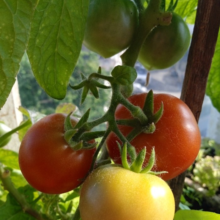 Как да ускорим узряването на доматите