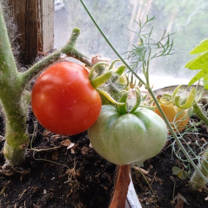 Cómo acelerar la maduración de los tomates.