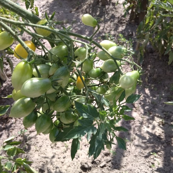 Làm thế nào để tăng tốc độ chín của cà chua