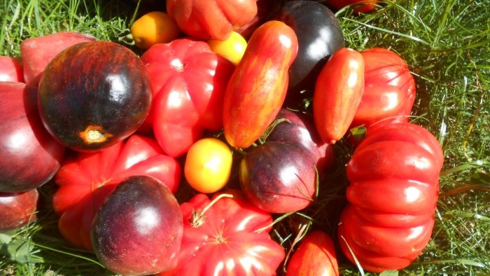 Kā paātrināt tomātu nogatavošanos