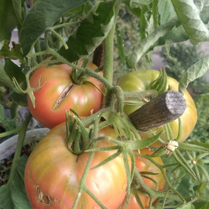 Bagaimana untuk mempercepatkan masak tomato