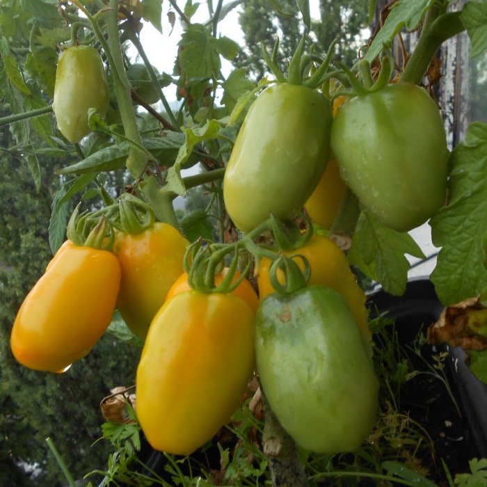 Sådan fremskyndes modningen af ​​tomater