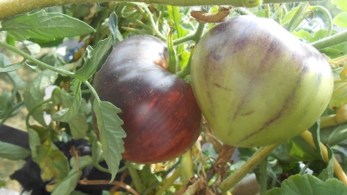 Cómo acelerar la maduración de los tomates.