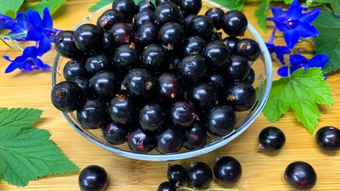 As many as 3 ways to freeze blackcurrants for the winter without sugar