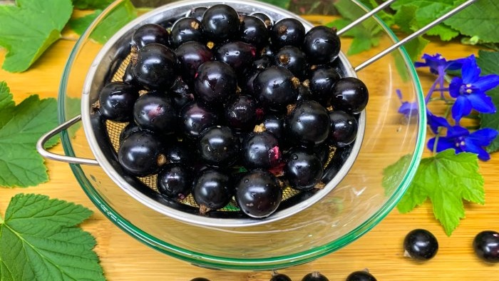 Sebanyak 3 cara untuk membekukan blackcurrant untuk musim sejuk tanpa gula