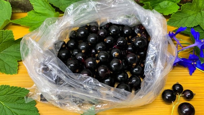As many as 3 ways to freeze blackcurrants for the winter without sugar