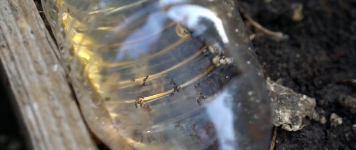 Comment fabriquer un piège pour lutter efficacement contre les fourmis dans les plates-bandes