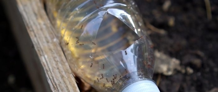 איך להכין מלכודת כדי להילחם ביעילות בנמלים בערוגות בגינה