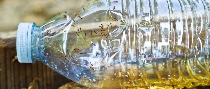 How to make a trap to effectively combat ants in garden beds
