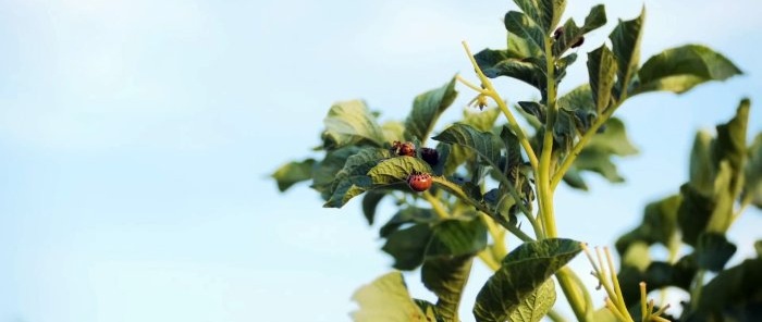 Remèdes sûrs et abordables contre le doryphore de la pomme de terre