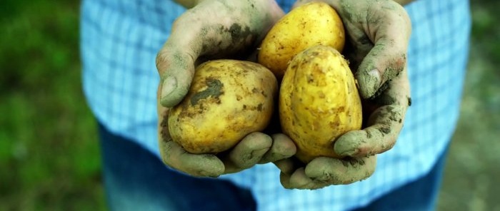 Sikre og overkommelige midler til Colorado kartoffelbillen
