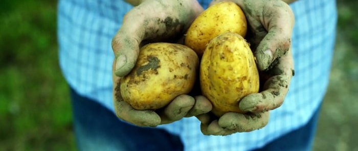 Remédios seguros e acessíveis para o besouro da batata do Colorado