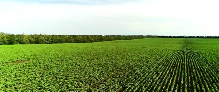 Ubat yang selamat dan berpatutan untuk kumbang kentang Colorado