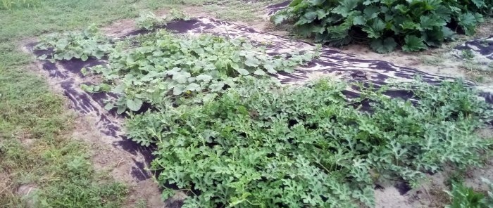 Un método moderno le permitirá olvidarse de las malas hierbas en el jardín durante toda la temporada.