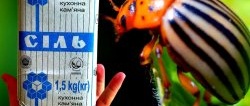 Safe and affordable remedies for the Colorado potato beetle