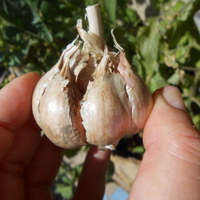 Penyediaan bawang putih yang betul untuk penyimpanan jangka panjang