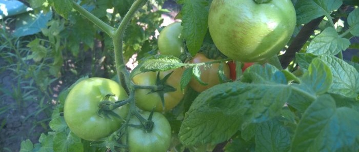 Como acelerar o amadurecimento do tomate em agosto - truques e fertilização estimulante