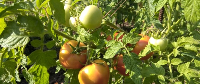 Ağustos ayında domateslerin olgunlaşması nasıl hızlandırılır - püf noktaları ve gübrelemeyi teşvik etmek