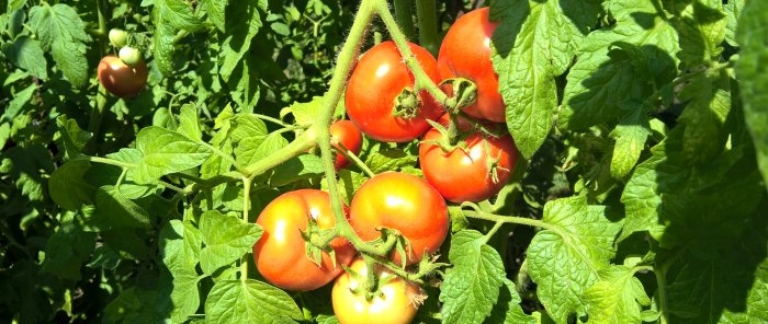 Ako urýchliť dozrievanie paradajok v auguste - triky a stimulačné hnojenie