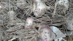 Proper preparation of garlic for long-term storage