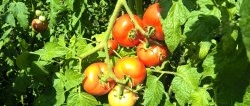 Как да ускорите узряването на доматите през август: трикове и стимулиращо хранене
