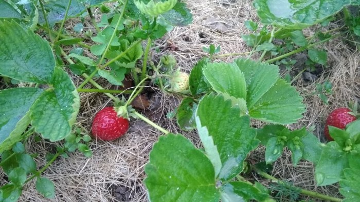 כל הדקויות של שתילת תותים לגינה בסתיו עבור יבול גדול