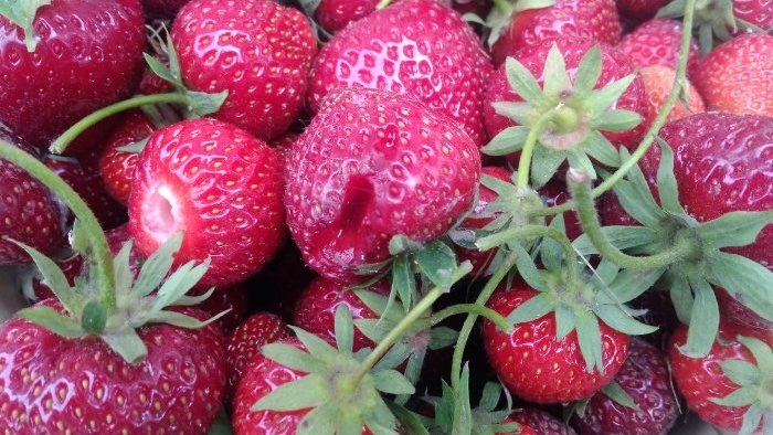 Всички тънкости на засаждането на градински ягоди през есента за голяма реколта