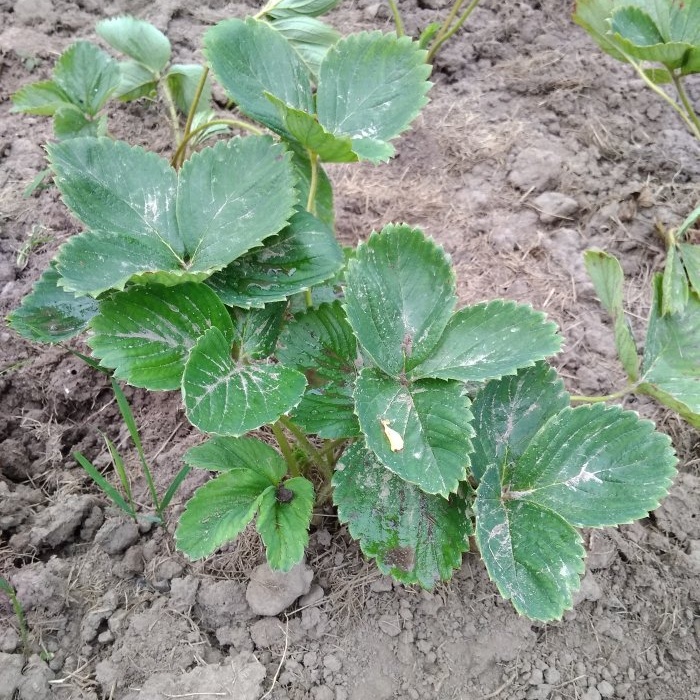 Semua kehalusan menanam strawberi taman pada musim gugur untuk tuaian yang besar