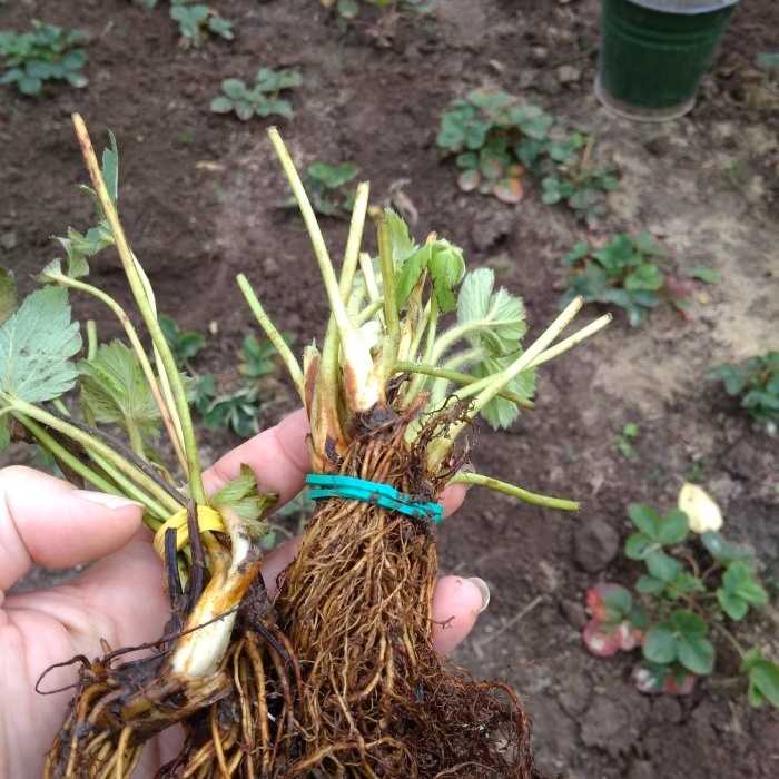 Todas as sutilezas de plantar morangos de jardim no outono para uma grande colheita