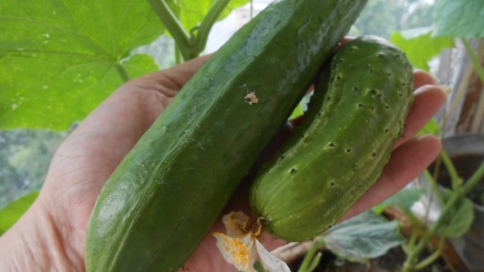 Why do cucumbers become twisted and how to prevent it?