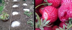 Semua kehalusan menanam strawberi taman pada musim gugur untuk tuaian yang besar