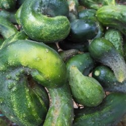 Why do cucumbers become twisted and how to prevent it?