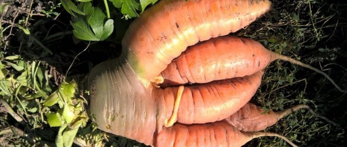 Perché le carote si spezzano o diventano piccole e non zuccherate?Come prevenire il problema