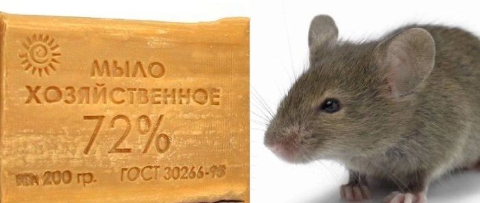 4 modi per sbarazzarsi dei topi SENZA veleno forte