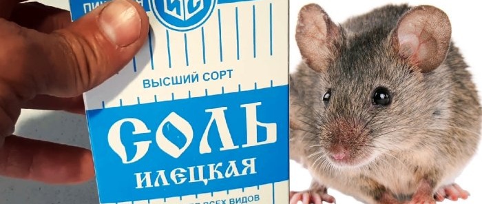 How to get rid of mice once and for all Safe remedy for people and animals