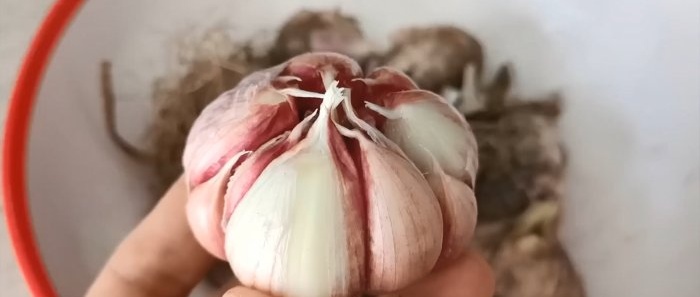 One of the best ways to preserve garlic without losing its properties for years