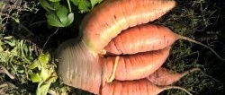 Mengapa lobak merah retak atau tumbuh "bertanduk", kecil dan tidak manis? Bagaimana untuk mengelakkan masalah