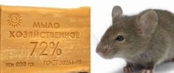 4 דרכים להיפטר מעכברים ללא רעל חזק