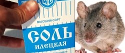 איך להיפטר מעכברים אחת ולתמיד. מוצר בטוח עבור אנשים ובעלי חיים
