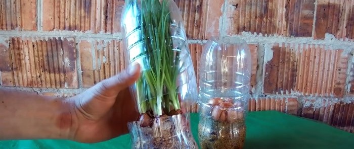 3 nejlepší způsoby, jak v zimě pěstovat cibuli na okenním parapetu