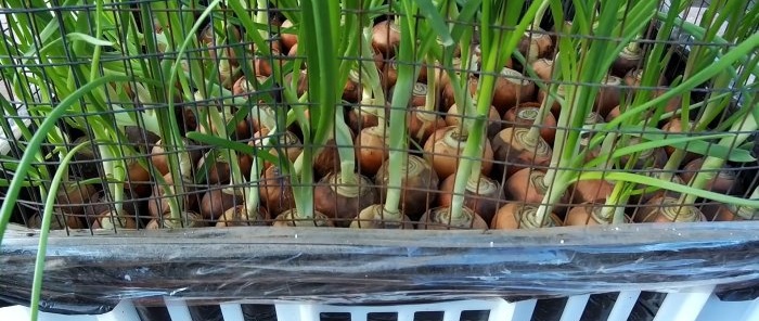 3 modi migliori per coltivare le cipolle sul davanzale di una finestra in inverno